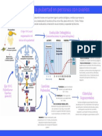 INFOGRAFÍA Fisiología de La Pubertad en Personas Con Ovarios