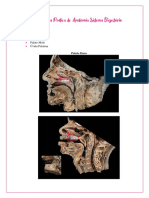 Revisão Prova Prática de Anatomia Sistema Digestório