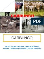 Carbunco