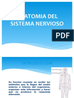 Anatomia Del Sistema Nervioso Ok