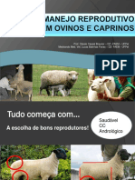 Manejo Reprodutivo em Ovinos e Caprinos