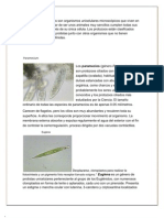 Observacion Microscopica Protozoarios (Practica No 1)