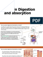 Protein Digestion and Absorption