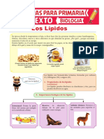 Los Lípidos para Sexto de Primaria