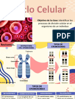 El Ciclo Celular - Ms. Adilen Mendoza