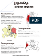 Musculos Del Miembro Inferior