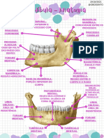 Mandíbula - Anatomia