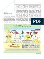 Jak Stat Pathway