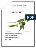 EUCALIPTO