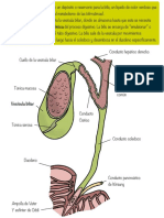 Nota Vesícula Biliar