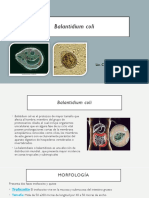 Balantidium Coli