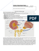 Guia Renal