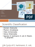 Entamoeba SPP