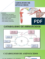 Catabolismo PPT, 14-06