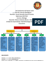 Mapa Conceptual Plantas