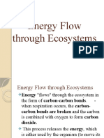 Energy Flow Through Ecosystems