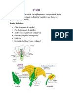 Resumen Botanica Practica