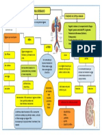 Mapa Conceptual Sistema Urinario 1