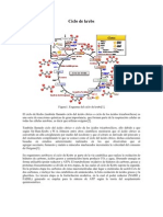 Ciclo de Krebs