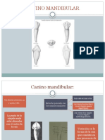 Canino Mandibular Morfo