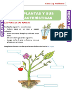 Las Plantas y Sus Características para Cuarto Grado de Primaria