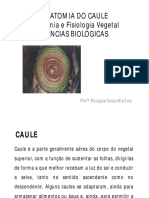 Anatomia Do Caule