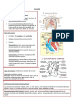 Organos Del Cuerpo Humano