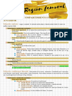 Región Femoral Músculos