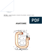 Anatomie QCM