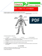 Aparato Circulatorio para Segundo de Primaria