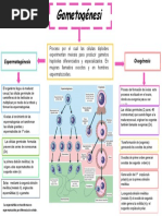 Omogenesis Con Imagen