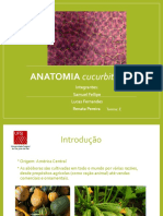 Anatomia Cucurbita SPP ALTERADO