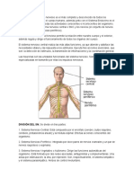 Matriz Sistema Nervioso