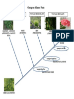 Cladogram of Indoor Plants: Non Vascular Bryopates Vuscular Seed Plants