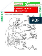 El Camino de Los Alimentos para Primero de Primaria