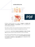 Sistema Reproductor