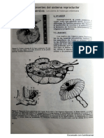 Sistema Reproductor Hembra. Lecciones de Histología y Review InVet - Editado