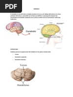 CEREBELO