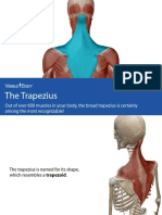 VisibleBody Trapezius