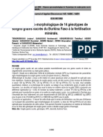 Sorgho Grains Sucrés Du Burkina Faso À La Fertilisation Minérale PDF