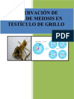 Observacion de Fases de Meiosis en Testiculo de Grillo