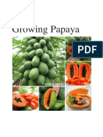 Papaya Growing