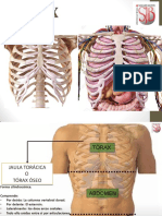 Teoria Semana 12 - Tórax PDF