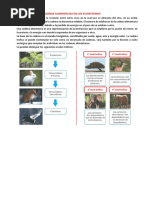 Las Cadenas Alimenticias en Los Ecosistemas