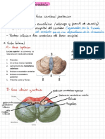 Cerebelo 1