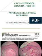 4 Prcticas Sistema Digestivo VET 110