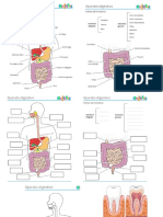 Sistema Digestivo