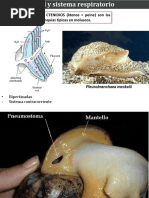 Tema 1.2 - Moluscos