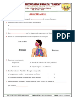 Ficha - Sistema Respiratorio