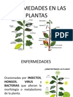 Enfermedades en Las Plantas